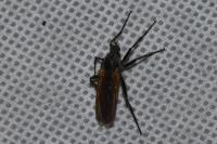 Empis tessellata