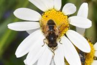 Eristalis arbustorum