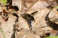 Bombylius major