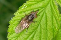 Rhingia campestris