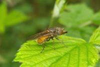 Rhingia campestris