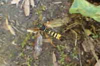 Ctenophora flaveolata