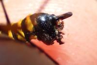 Ctenophora flaveolata