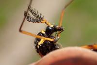 Ctenophora flaveolata