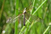 Tipula luna