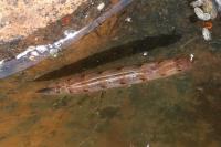 Hybomitra
