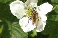 Empis tessellata