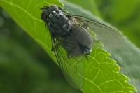 Polietes lardarius