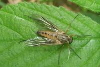 Rhagio tringarius