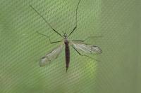 Phylidorea bicolor