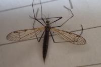 Phylidorea bicolor