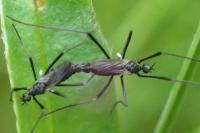 Molophilus ater