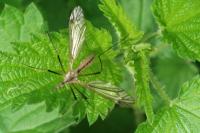 Tipula vernalis