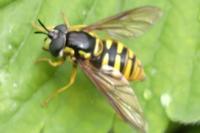 Chrysotoxum intermedium