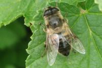 Eristalis tenax