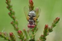 Phasia obesa