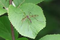 Epiphragma ocellare