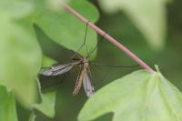 Tipula vernalis