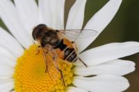 Eristalis arbustorum