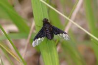 Hemipenthes morio