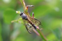 Rhagio vitripennis