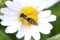 Sphaerophoria