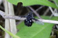 Bombylella atra