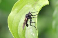 Empis tessellata