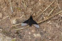 Hemipenthes morio