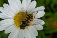 Myathropa florea