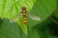 Episyrphus balteatus