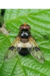 Volucella pellucens