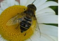 Eristalis pertinax
