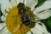 Eristalis arbustorum