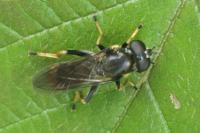 Xylota sylvarum