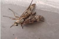 Rhagio scolopaceus
