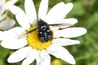 Bombylella atra