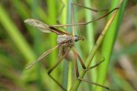Pedicia rivosa