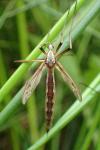 Pedicia rivosa