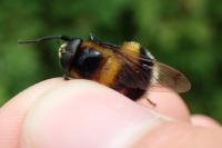 Volucella bombylans