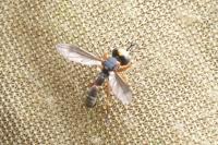 Physocephala vittata