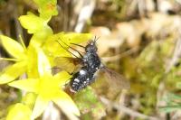 Bombylella atra