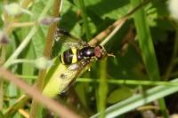 Chrysotoxum bicinctum