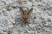 Trichopoda pictipennis
