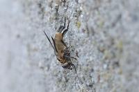 Trichopoda pictipennis