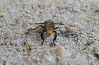 Trichopoda pictipennis