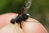 Anthrax trifasciatus