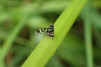 Herina frondescentiae
