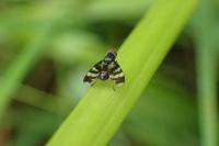 Herina frondescentiae