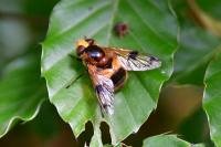 Volucella inflata